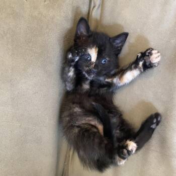 Maple -  Domestic Short Hair Cat for Adoption in Columbia, Missouri - Maple | PetCurious