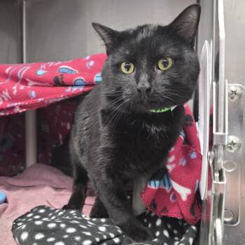 Domestic Short Hair Cats Available for Adoption in Fort Wayne, Indiana - Baloo | PetCurious