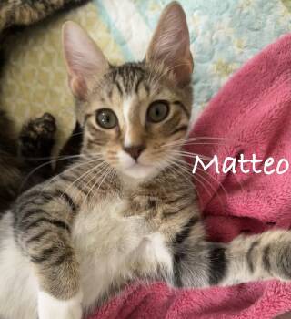 Matteo -  Domestic Short Hair Cat for Adoption in Longwood, Florida - Matteo | PetCurious