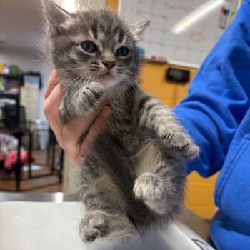 Rescue Domestic Short Hair Cats for Adoption in Morganton, North Carolina - Tuna Turner | PetCurious