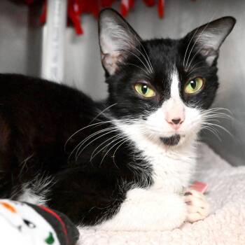 Domestic Short Hair Cats Available for Adoption in West Palm Beach, Florida - Cali | PetCurious