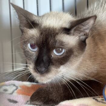 Rescue Siamese Cats for Adoption in Bradenton, Florida - Wonton | PetCurious