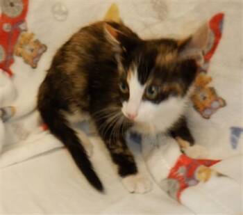 TWIX -  Domestic Short Hair Cat for Adoption in San Jose, California - TWIX | PetCurious