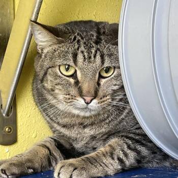 Domestic Short Hair Cats Available for Adoption in West Des Moines, Iowa - Vinnie | PetCurious