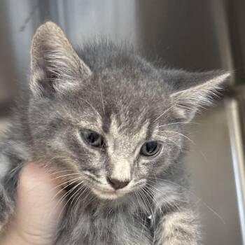 McIntosh -  Domestic Short Hair Cat for Adoption in Naperville, Illinois - McIntosh | PetCurious
