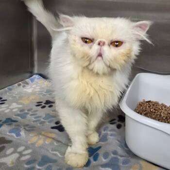 Rescue Persian Cats for Adoption in Spokane, Washington - Glacier | PetCurious
