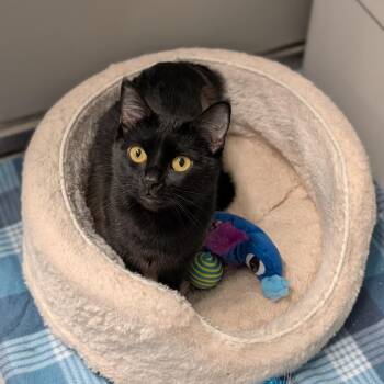 Domestic Short Hair Cats Available for Adoption - June | PetCurious