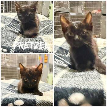 Domestic Short Hair Cats Available for Adoption in Saint James, Missouri - Pretzel | PetCurious