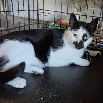 Woodrow -  Domestic Short Hair Cat for Adoption in Wadena, Minnesota - Woodrow | PetCurious