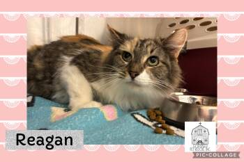 Domestic Long Hair Cats Available for Adoption - Raegan | PetCurious