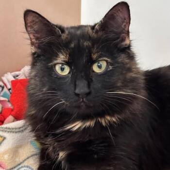 Tess -  Domestic Long Hair Cat for Adoption in Batavia, New York - Tess | PetCurious