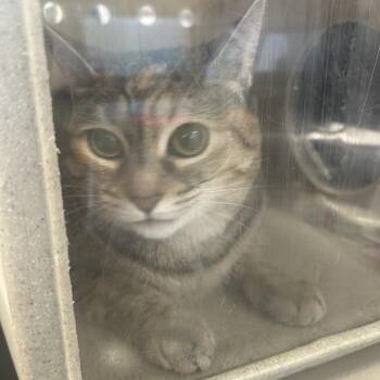 Domestic Short Hair Cats Available for Adoption in Philadelphia, Pennsylvania - Gene Grey | PetCurious