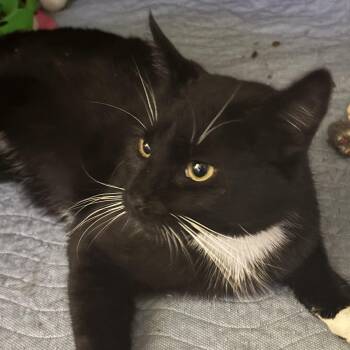 Domestic Short Hair Cats Available for Adoption in Ben Avon, Pennsylvania - FELIX | PetCurious