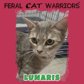 Lunaris -  Domestic Short Hair Cat for Adoption in Kingman, Arizona - Lunaris | PetCurious