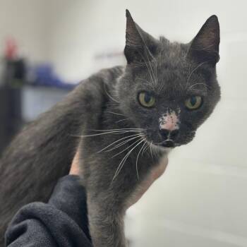 Nobby -  Domestic Short Hair Cat for Adoption in Corpus Christi, Texas - Nobby | PetCurious