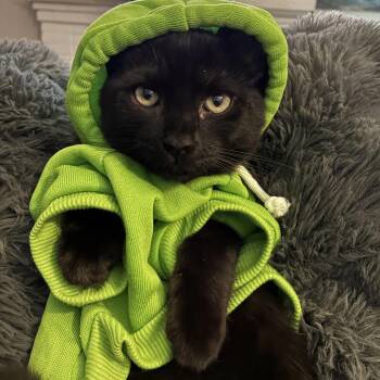 G. Snitch -  Domestic Medium Hair Cat for Adoption in Charlotte, North Carolina - G. Snitch | PetCurious