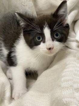 Devon -  Domestic Short Hair Cat Available for Adoption in Decorah, Iowa - Devon | PetCurious