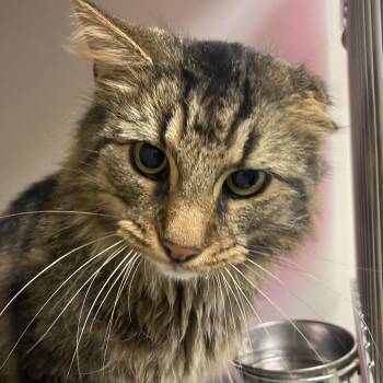 72826 -  Domestic Medium Hair Cat for Adoption in Harrisonburg, Virginia - 72826 | PetCurious