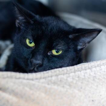 Julian (bonded with Isabell) -  Domestic Short Hair Cat for Adoption in Wilmington, Delaware - Julian (bonded With Isabell) | PetCurious