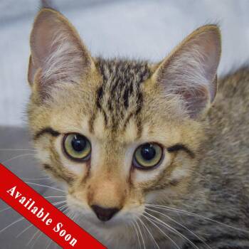 Blackberry -  Tabby and Domestic Short Hair Cat for Adoption in Huntley, Illinois - Blackberry | PetCurious