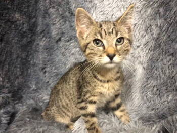 Rescue Domestic Short Hair and Tabby Cats for Adoption in Columbus, Minnesota - Luke | PetCurious