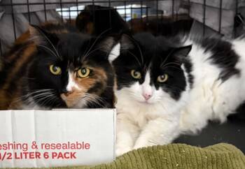 Cora and Zoe -  Domestic Long Hair Cat for Adoption in Westfield, Massachusetts - Cora And Zoe | PetCurious