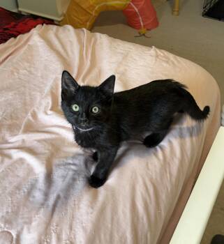 Sookie St. James -  Domestic Short Hair Cat for Adoption in Kenhorst, Pennsylvania - Sookie St. James | PetCurious