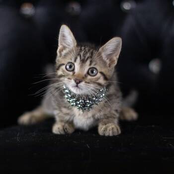 Rescue Tabby Cats for Adoption in Pasadena, Texas - Emily | PetCurious