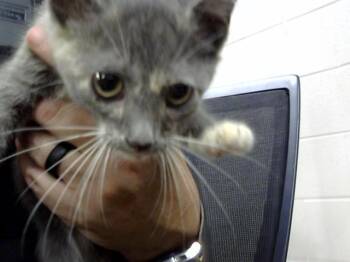 A187533 -  Domestic Short Hair Cat for Adoption in Pasadena, Texas - A187533 | PetCurious