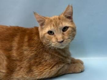 Nala -  Domestic Short Hair Cat for Adoption in Golden Valley, Minnesota - Nala | PetCurious