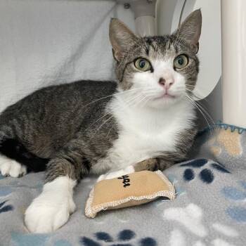 Hot Dog -  Domestic Short Hair Cat for Adoption in Warwick, Rhode Island - Hot Dog | PetCurious