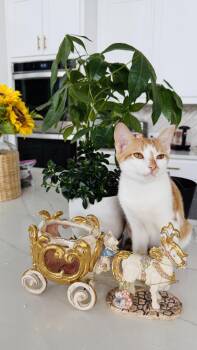 Melody -  Domestic Short Hair Cat for Adoption in Frisco, Texas - Melody | PetCurious