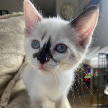 Domestic Short Hair Cats Available for Adoption - Daiquiri | PetCurious