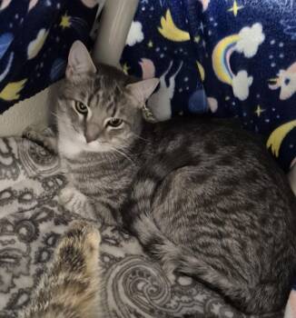 MEATBALL -  Domestic Short Hair Cat Available for Adoption in Hagerstown, Maryland - MEATBALL | PetCurious