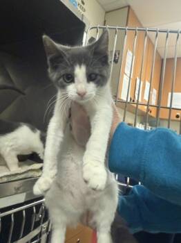 Rescue Domestic Short Hair Cats for Adoption in Morristown, New Jersey - Reba McEntire | PetCurious