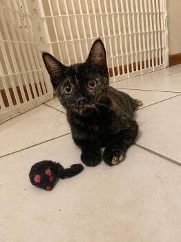 Nelli -  Domestic Short Hair Cat for Adoption in Belchertown, Massachusetts - Nelli | PetCurious
