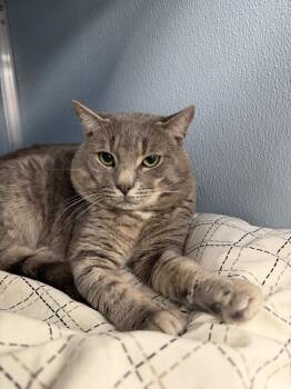 Winger -  Domestic Short Hair Cat for Adoption in Milltown, New Jersey - Winger | PetCurious