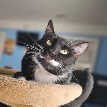 Rescue Domestic Short Hair Cats for Adoption in Laredo, Texas - Socks | PetCurious