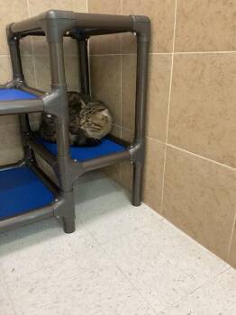 Domestic Medium Hair Cats Available for Adoption in Hobbs, New Mexico - Jerry | PetCurious