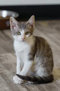 Necco -  American Shorthair and Tabby Cat for Adoption in Lampasas, Texas - Necco | PetCurious