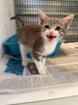 Griffin -  Domestic Short Hair Cat for Adoption in Shelbyville, Tennessee - Griffin | PetCurious