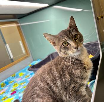 Wesley -  Domestic Short Hair Cat for Adoption in Suffolk, Virginia - Wesley | PetCurious