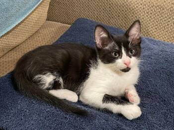 Betty -  Tuxedo and Domestic Short Hair Cat for Adoption in Walnut Creek, California - Betty | PetCurious