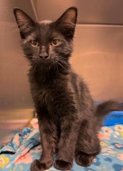 Wingman -  Domestic Short Hair Cat for Adoption in Ocala, Florida - Wingman | PetCurious