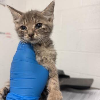 Pumba -  Domestic Short Hair Cat for Adoption in Edinburg, Texas - Pumba | PetCurious