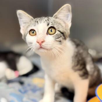 Khan -  Domestic Short Hair Cat for Adoption in Stafford Township, New Jersey - Khan | PetCurious