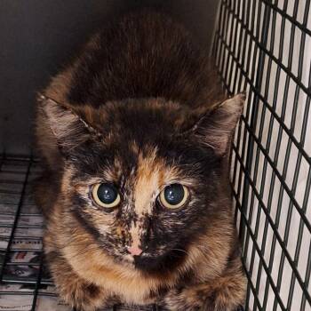 Paisley -  Domestic Short Hair Cat for Adoption in Montgomery, Alabama - Paisley | PetCurious