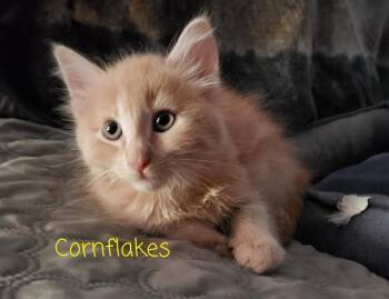 CORNFLAKES -  Domestic Short Hair Cat for Adoption in Sacramento, California - CORNFLAKES | PetCurious