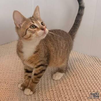 Sebastian -  Domestic Short Hair Cat for Adoption in Washington, District Of Columbia - Sebastian | PetCurious