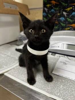 MISTY -  Domestic Short Hair Cat for Adoption in Riverside, California - MISTY | PetCurious